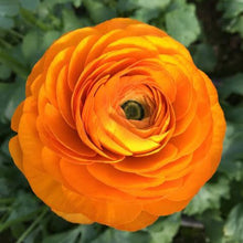 Load image into Gallery viewer, RANUNCULUS FIESTA ORANGE 10PK
