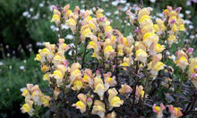 Load image into Gallery viewer, ANTIRRHINUM SNAP IN BLACK APRICOT 1.5L
