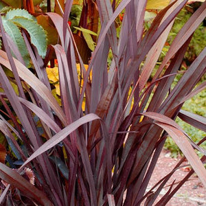 PHORMIUM DWARF RED 4.0L