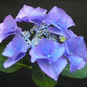 HYDRANGEA MACROPHYLLA NIGHTINGALE 4.0L