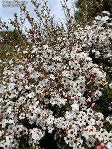 LEPTOSPERMUM PRINCESS ANNE 1.5L