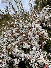 Load image into Gallery viewer, LEPTOSPERMUM PRINCESS ANNE 4.0L
