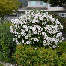 Load image into Gallery viewer, HIBISCUS SYRIACUS HELENE 8.5L
