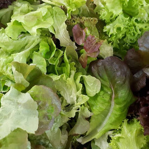 LETTUCE SALAD MIX SEED