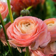 Load image into Gallery viewer, RANUNCULUS FIESTA SALMON 10PK
