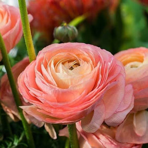 RANUNCULUS FIESTA SALMON 10PK