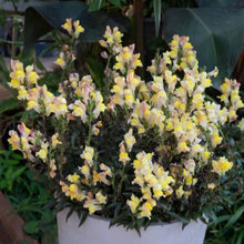 Load image into Gallery viewer, ANTIRRHINUM SNAP IN BLACK APRICOT 1.5L
