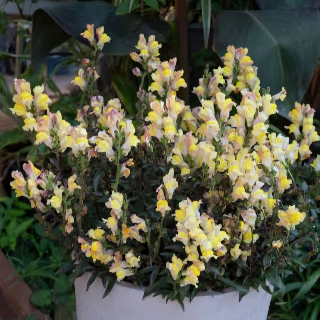 ANTIRRHINUM SNAP IN BLACK APRICOT 1.5L