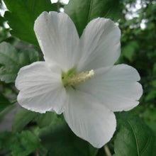 Load image into Gallery viewer, HIBISCUS SYRIACUS SNOWDRIFT 8.5L
