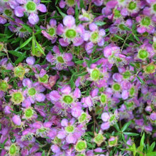 Load image into Gallery viewer, LEPTOSPERMUM PAGEANT 3.3L
