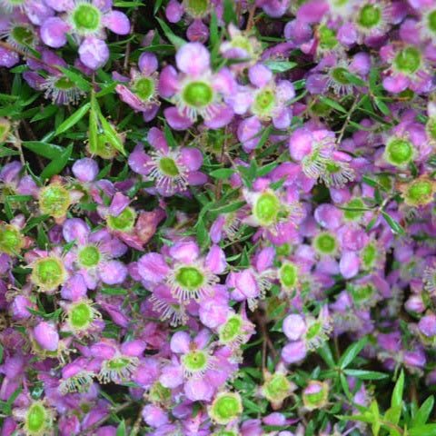 LEPTOSPERMUM PAGEANT 3.3L