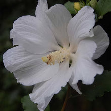 Load image into Gallery viewer, HIBISCUS SYRIACUS SNOWDRIFT 8.5L
