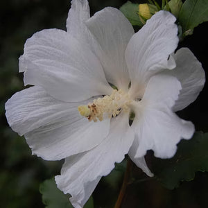 HIBISCUS SYRIACUS SNOWDRIFT 8.5L