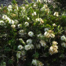 Load image into Gallery viewer, CALLISTEMON WHITE ANZAC 3.3L
