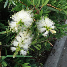 Load image into Gallery viewer, CALLISTEMON WHITE ANZAC 3.3L
