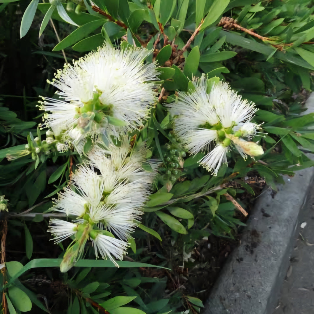 CALLISTEMON WHITE ANZAC 3.3L