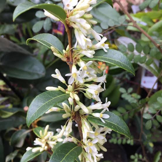 OSMANTHUS PEARLY GATES 2.4L