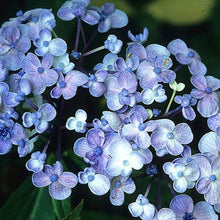 Load image into Gallery viewer, HYDRANGEA MACROPHYLLA AYESHA 6.0L
