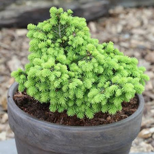 PICEA ABIES LITTLE GEM 1.3L