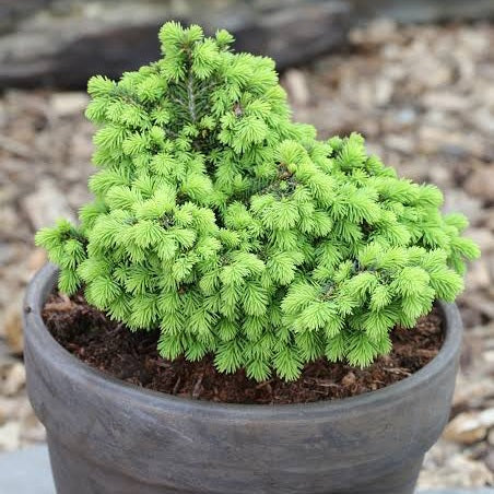 PICEA ABIES LITTLE GEM 1.3L