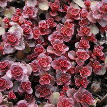 Load image into Gallery viewer, SEDUM SPURIUM VOODOO 1.0L
