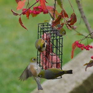 BIRD FEEDER - CAKE FEEDER