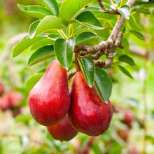 Load image into Gallery viewer, PEAR RED BARTLETT 4.7L
