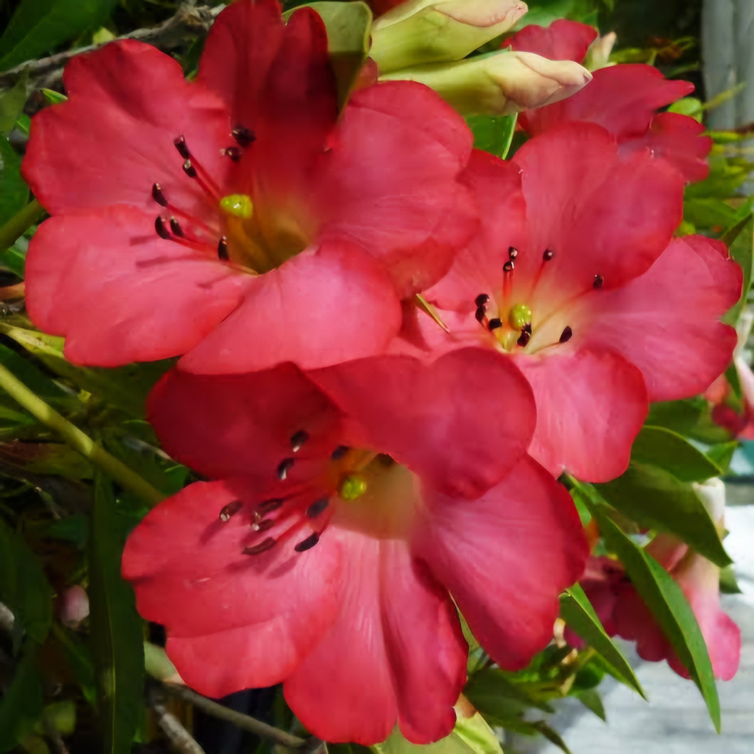 VIREYA RHODODENDRON CHERRY GLOW 3.3L