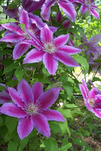 Load image into Gallery viewer, CLEMATIS HYBRID STARBURST 3.5L
