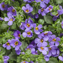 Load image into Gallery viewer, BACOPA SNOWSTORM BLUE 1.5L
