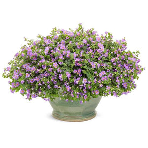 BACOPA SNOWSTORM BLUE 1.5L