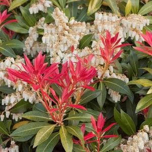 PIERIS MOUNTAIN FIRE 3.3L