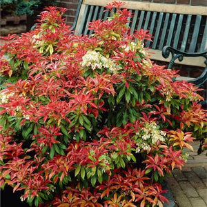 PIERIS MOUNTAIN FIRE 3.3L