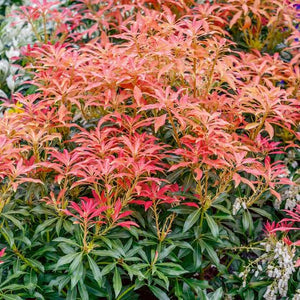 PIERIS MOUNTAIN FIRE 3.3L