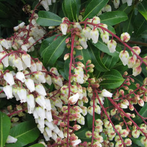 PIERIS MOUNTAIN FIRE 3.3L