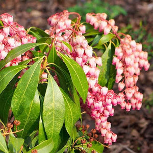 PIERIS CHRISTMAS CHEER 3.3L