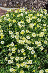 ARENARIA MONTANA LEMON ICE 1.5L