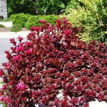 Load image into Gallery viewer, SEDUM SPURIUM VOODOO 1.0L
