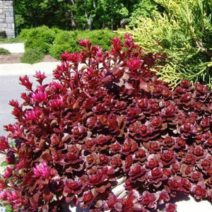 SEDUM SPURIUM VOODOO 1.0L