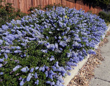 Load image into Gallery viewer, CEANOTHUS BLUE CUSHION 3.3L
