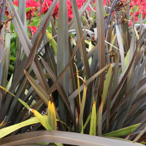 PHORMIUM BLACK RAGE 3.0L