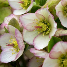 Load image into Gallery viewer, HELLEBORUS GLANDORFENSIS ICE N ROSES PICOTEE 2.4L
