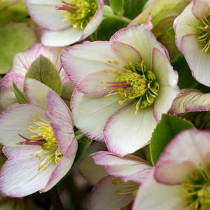 HELLEBORUS GLANDORFENSIS ICE N ROSES PICOTEE 2.4L