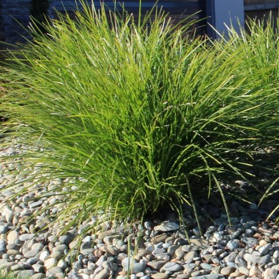 LOMANDRA LITTLE PAL 1.5L