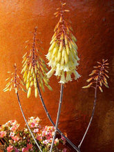 Load image into Gallery viewer, ALOE WINTER BELLS 2.5L
