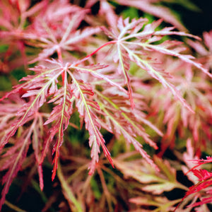 ACER PALMATUM ORANGEOLA LOW WORKED 4.0L