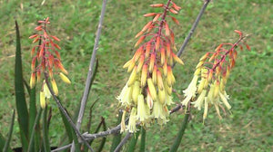 ALOE WINTER BELLS 2.5L