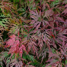 Load image into Gallery viewer, ACER PALMATUM ORANGEOLA LOW WORKED 4.0L
