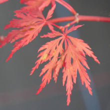 Load image into Gallery viewer, ACER PALMATUM ORANGEOLA LOW WORKED 4.0L
