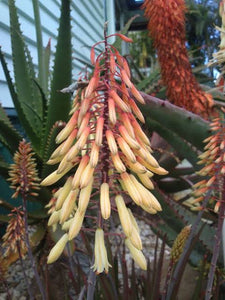 ALOE WINTER BELLS 2.5L